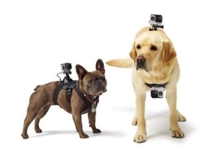 Hundegeschirr Hundehalterung Fetch für alle GoPro Hero Kameras